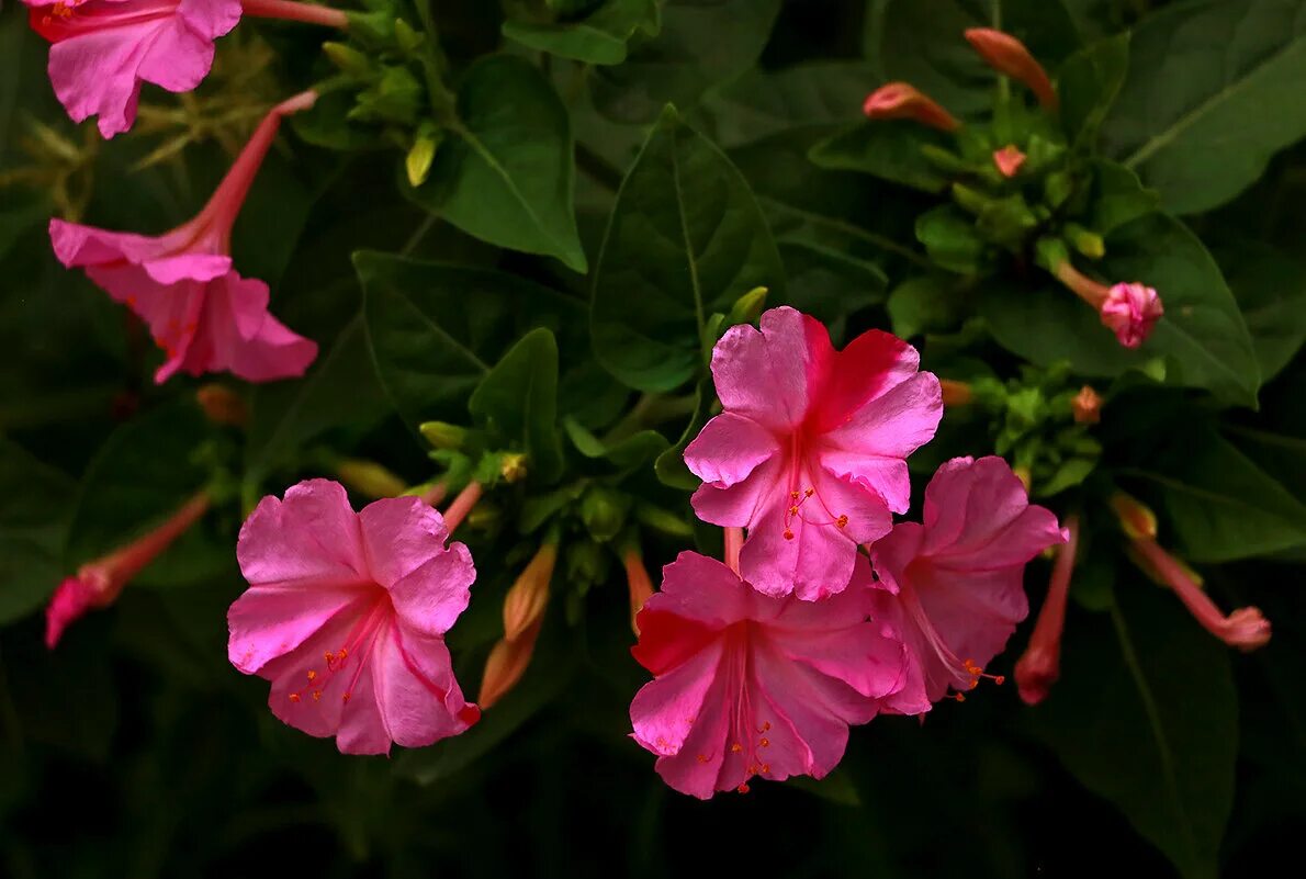 Какой процент ночной красавицы с розовыми цветками. Мирабилис. Мирабилис цветок фото. Ночная красавица цветок фото.