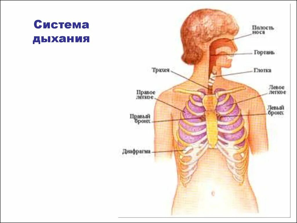 Физиология дыхания внешнее дыхание. Схема дыхательной системы. Система внешнего дыхания. Механизм внешнего дыхания человека.