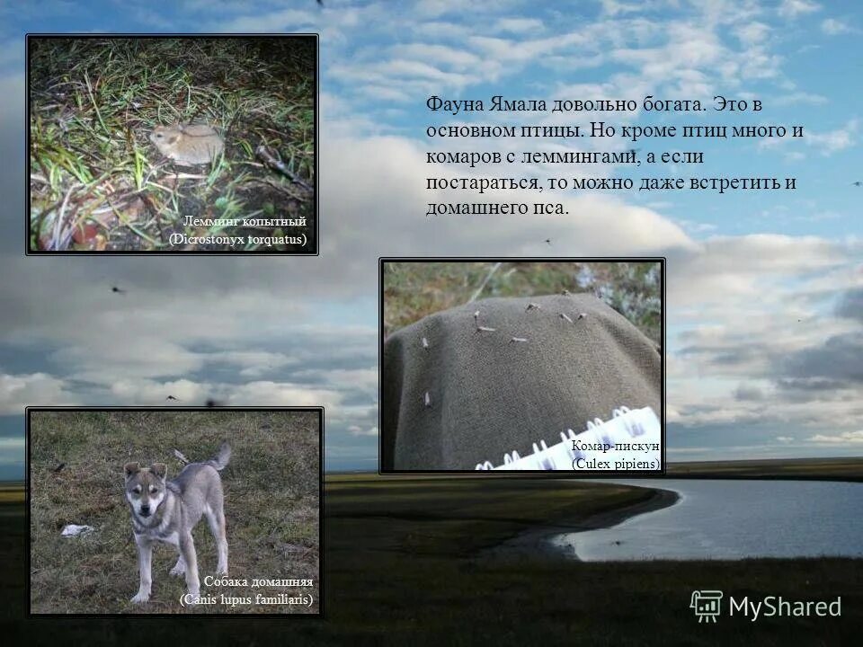 Термокарстовые озера якутии. Почвы полуострова ямал. Почвы полуострова ямал. Озера полуострова ямал. Болота республики коми.