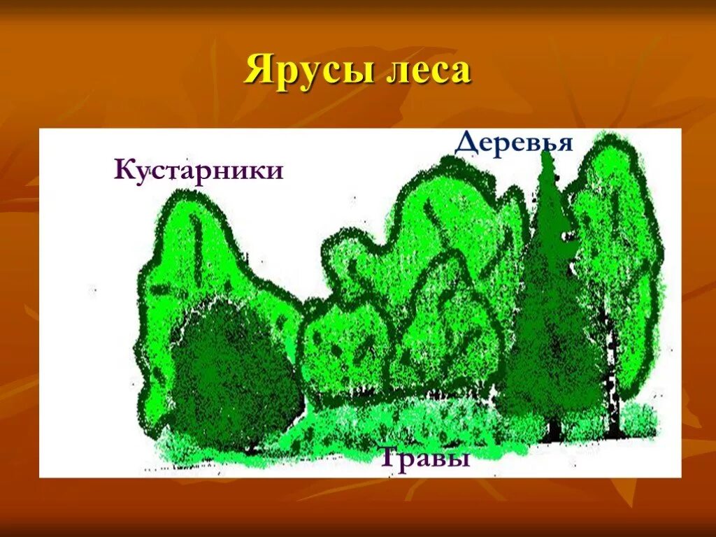 Ярусность леса. Ярусы в лесу. Ярусы леса 4 класс. Ярусы леса 4 класс окружающий мир. Растения 4 яруса леса