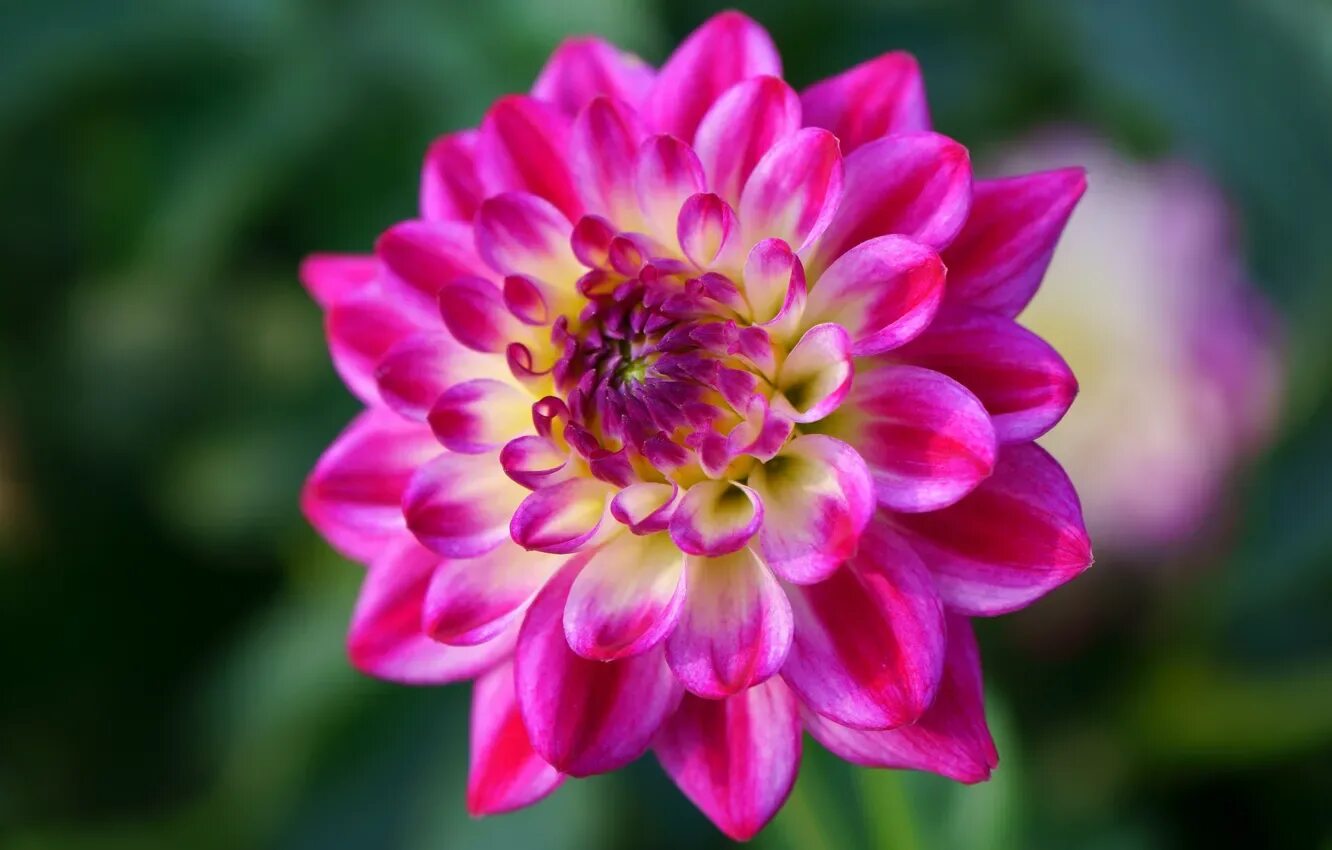 Dahlia цветок. Dahlia цветок. Георгин гарден квин. Георгин айлендер. Георгин лотос.