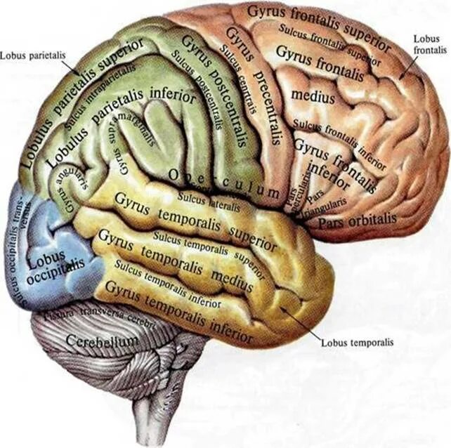 Борозды и извилины теменной доли. Головной мозг анатомия человека борозды и извилины. Анатомия коры головного мозга борозды. Воспаление головного мозга латынь
