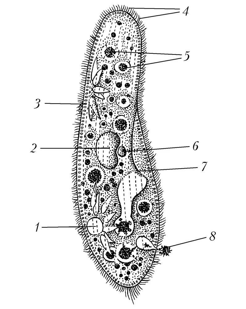 Инфузория туфелька строение. Строение клетки 5 класс инфузория туфелька. Инфузория туфелька схема строения. Органеллы инфузории туфельки. Инфузория туфелька структура