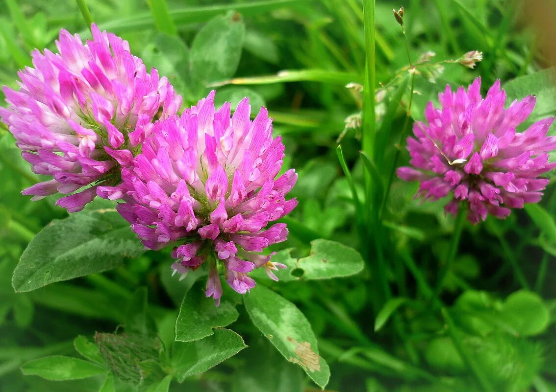 Клевер растение фото. Клевер Луговой. Красный Клевер Trifolium pratense. Клевер Луговой (Trifolium pratense). Клевер Витязь Луговой.