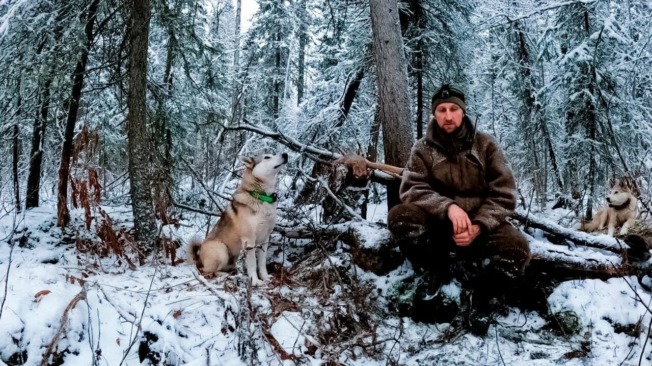 Охота с лайками от Чиркина Сергея Борисовича. Натаска лаек на куницу. Охотники тайги жизнь