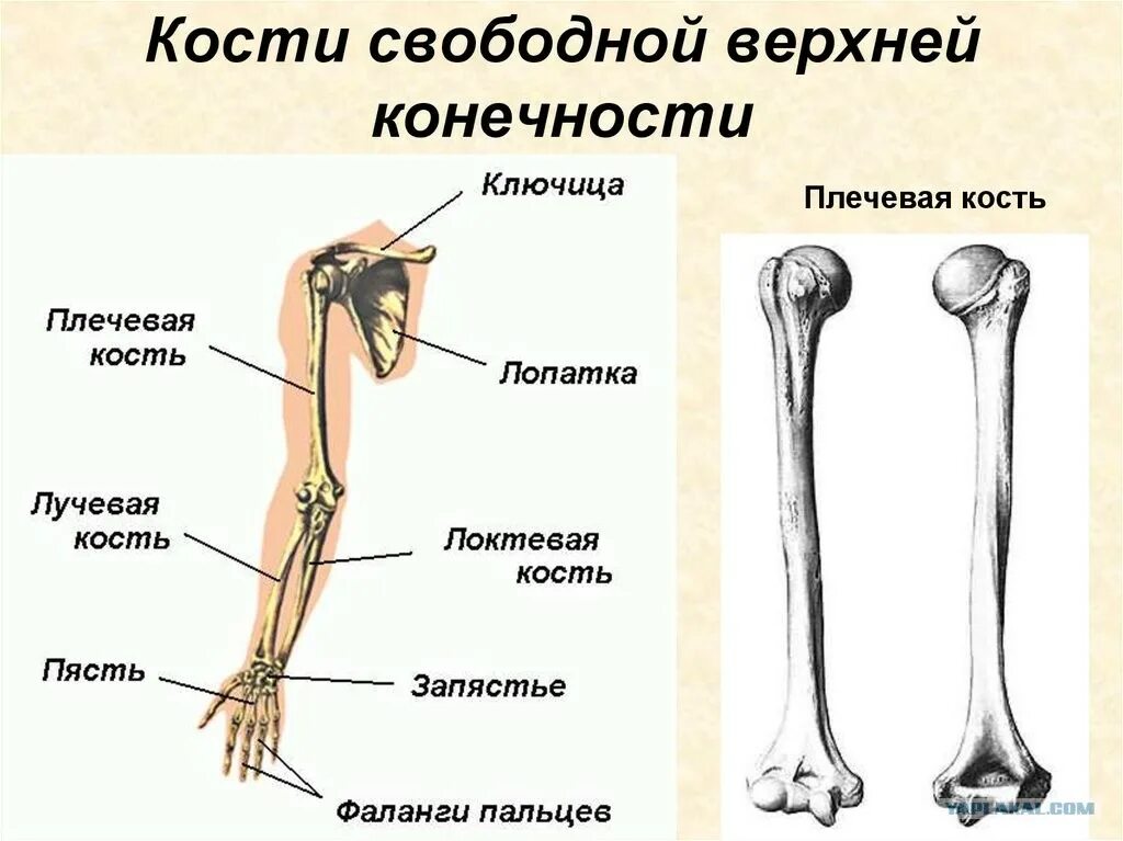 Отделы трубчатой плечевой кости. Кости верхней конечности вид спереди. Пояс верхних конечностей скелет, соединение костей, мышцы. Кости скелета свободной верхней конечности. Запястье голень и позвоночник