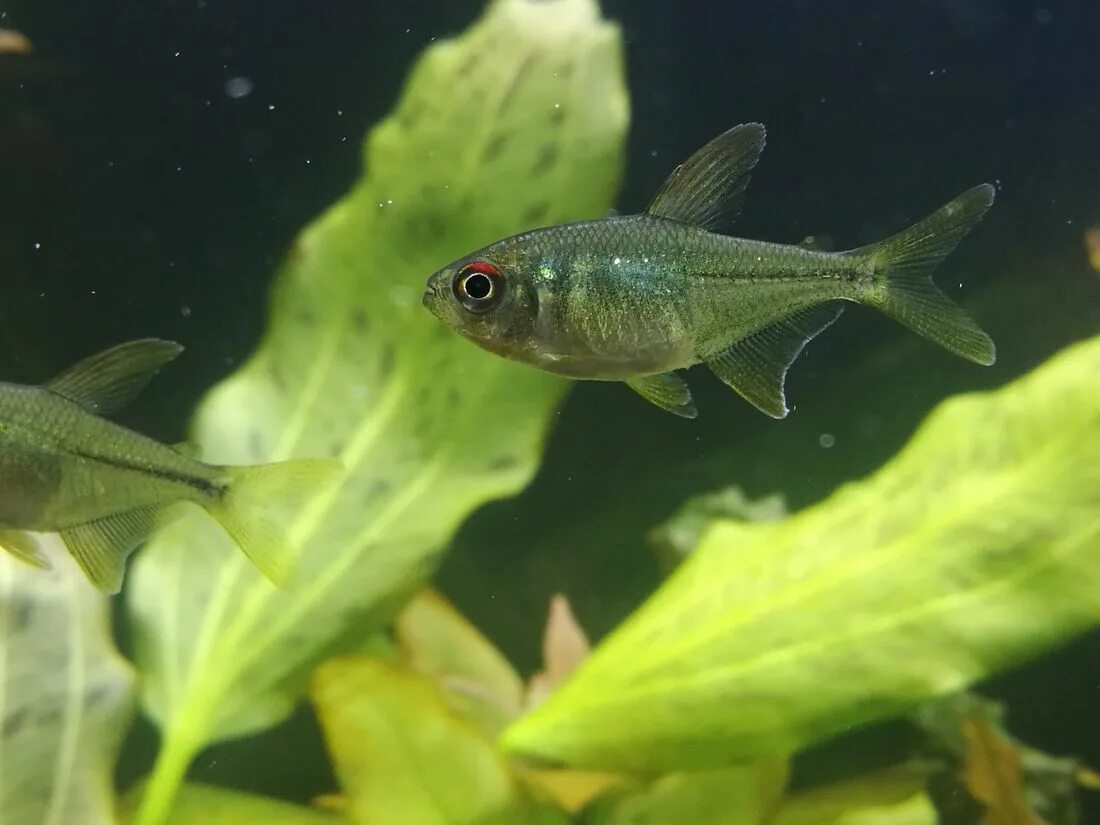 Ихтиофтириоз у аквариумных рыб. Бриллиантовая цихлазома - гексамитоз. Манка в аквариуме. Ихтиофтириоз пецилия. Болезни аквариумных рыб ихтиофтириоз.