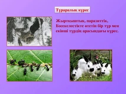 Жалаңаш Памела Андерсон