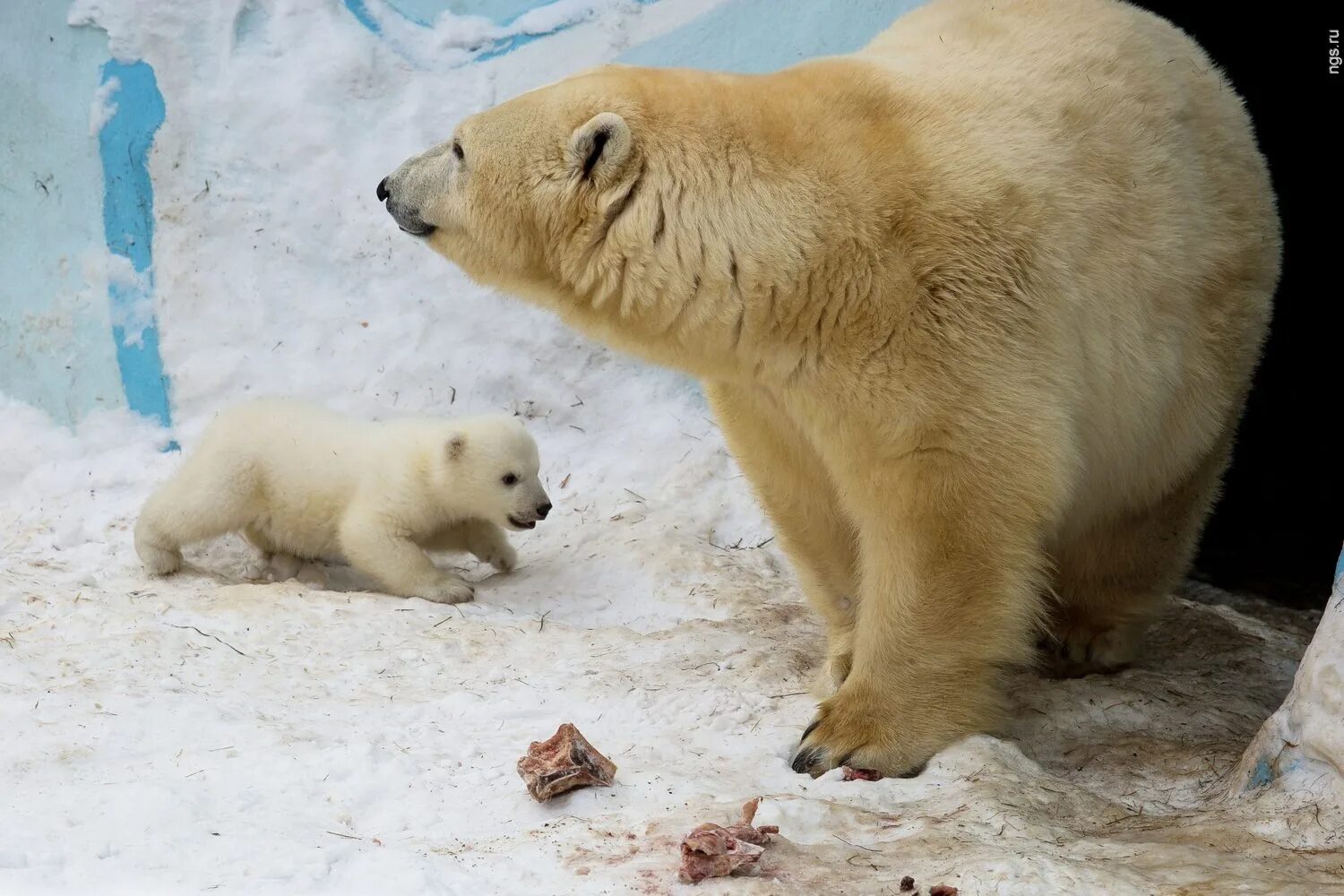 Новосибирск зима новосибирский зоопарк. Новосибирский зоопарк новосибирск веб камера. Новосибирский зоопарк. Камера зоопарка новосибирска. Веб камеры новосибирский зоопарк колобусы.