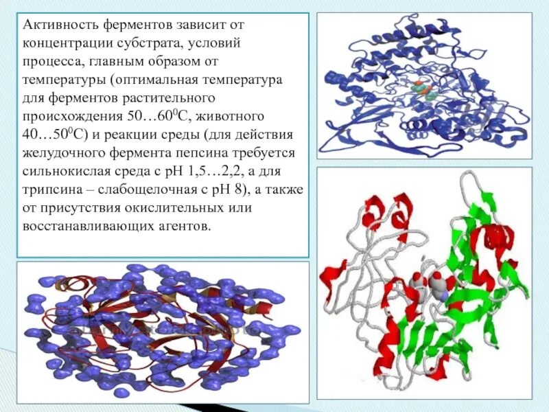 Активность фермента зависит от. Защитные ферменты. Зависимость активности фермента от субстрата. Ферменты картинки. Оптимальная среда для активности желудочных ферментов.