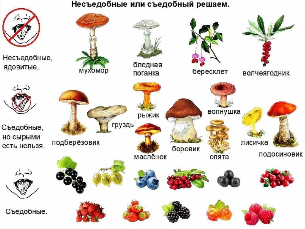 Грибы растения животные что лишнее. Несъедобные грибы названия. Съедобные грибы и несъедобные грибы. Картинки съедобных и несъедобных грибов. Таблица ядовитых грибов.