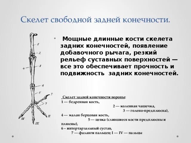 Строение скелета задней конечности птицы. Скелет пояса нижних конечностей у птиц. Скелет свободных задних конечностей у птиц. Скелет свободной задней конечности. Назовите кости пояса передних конечностей птицы