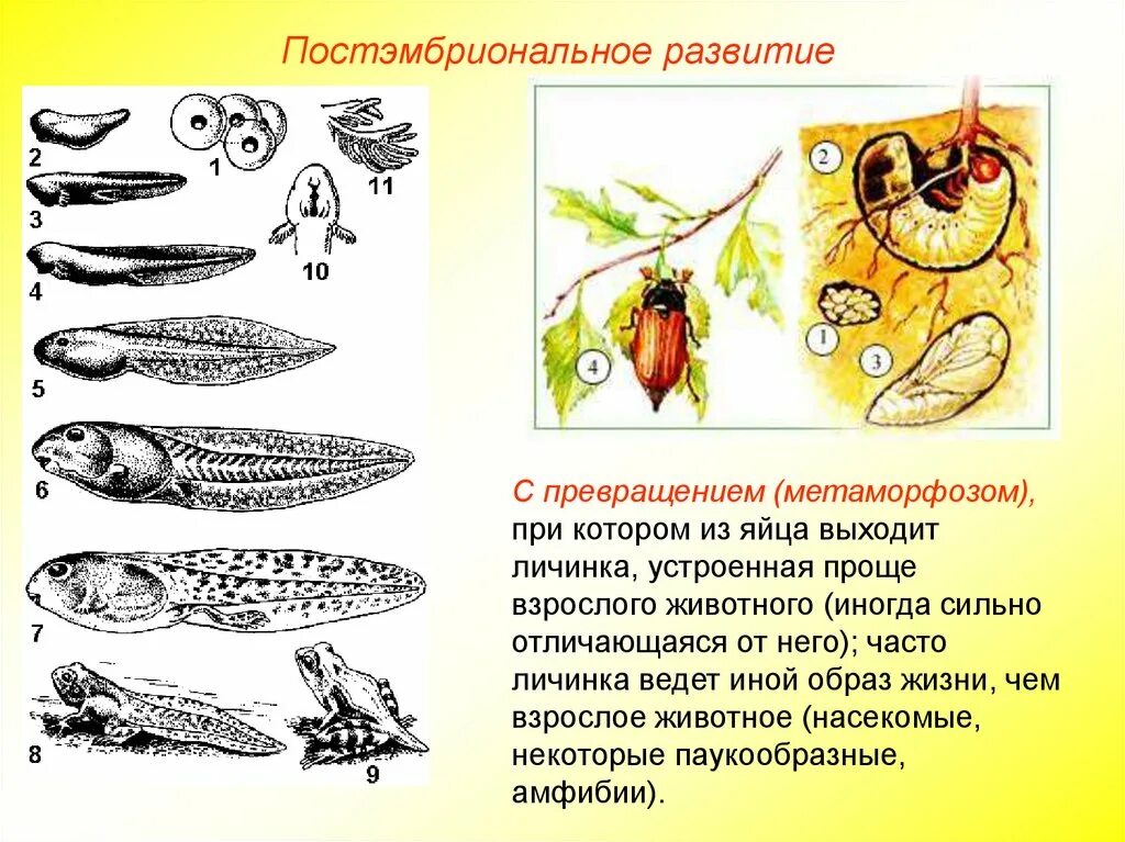 Постэмбриональное развитие с морфозом. Постэмбриональное развитие с превращением. Постэмбриональное развитие с метаморфозом. Развитие животного с превращением. Стадии развития с метаморфозом