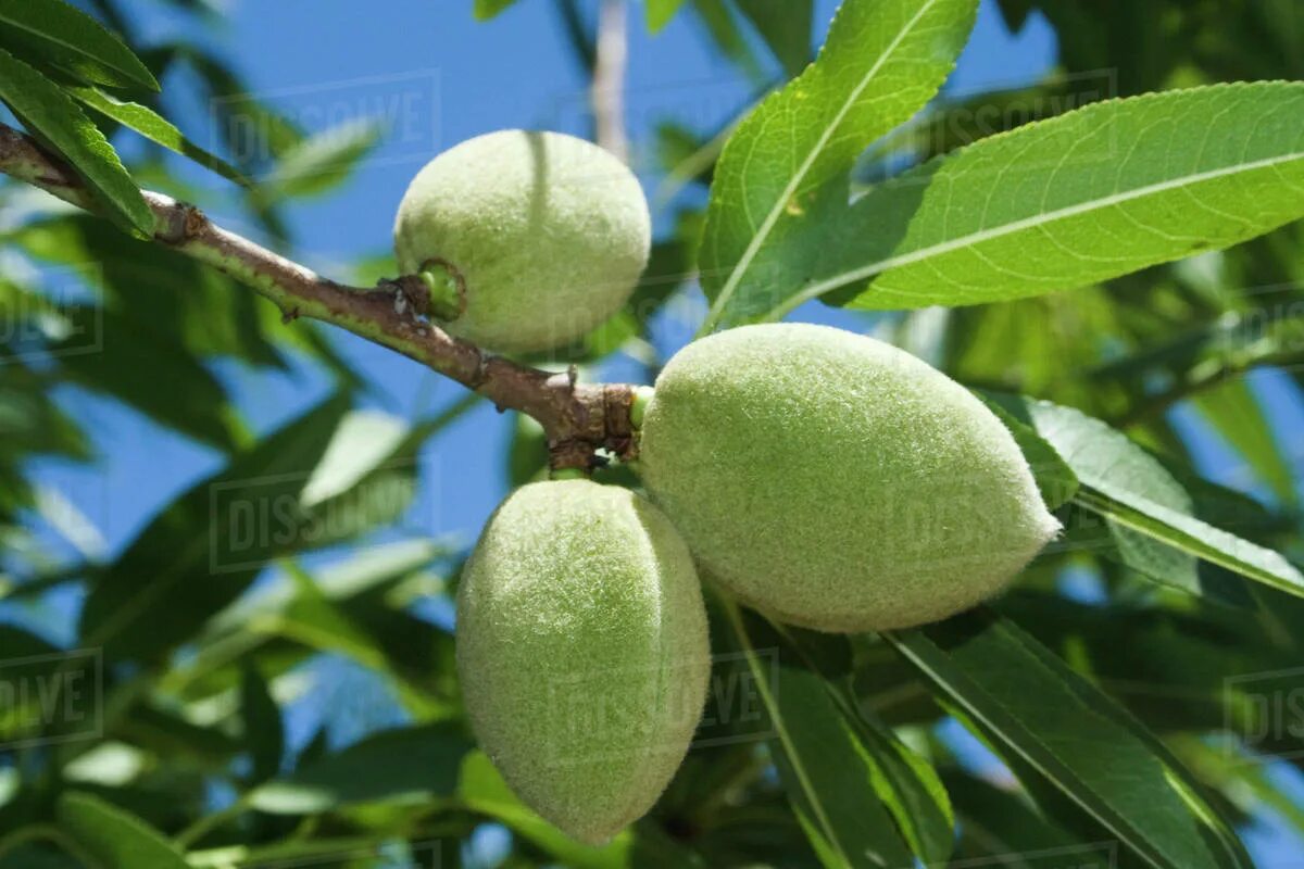 Green almond