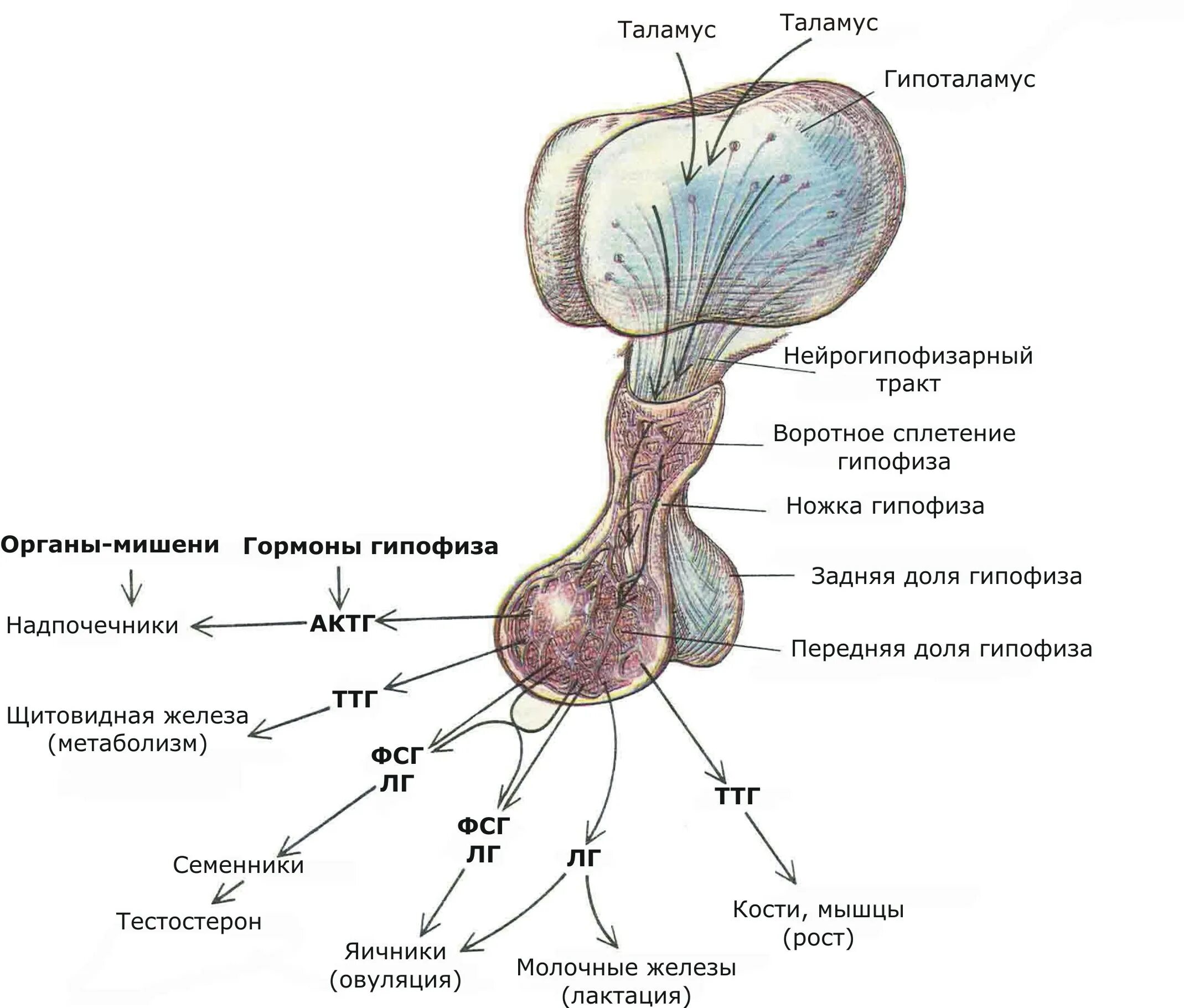 Гипофиз у животных. Промежуточный мозг гипоталамус структуры. Аденогипофиз строение анатомия. Таламус и гипоталамус схема.