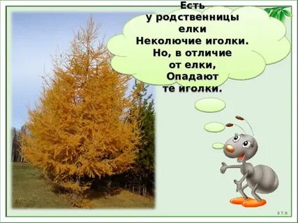 Почему ель сбрасывает