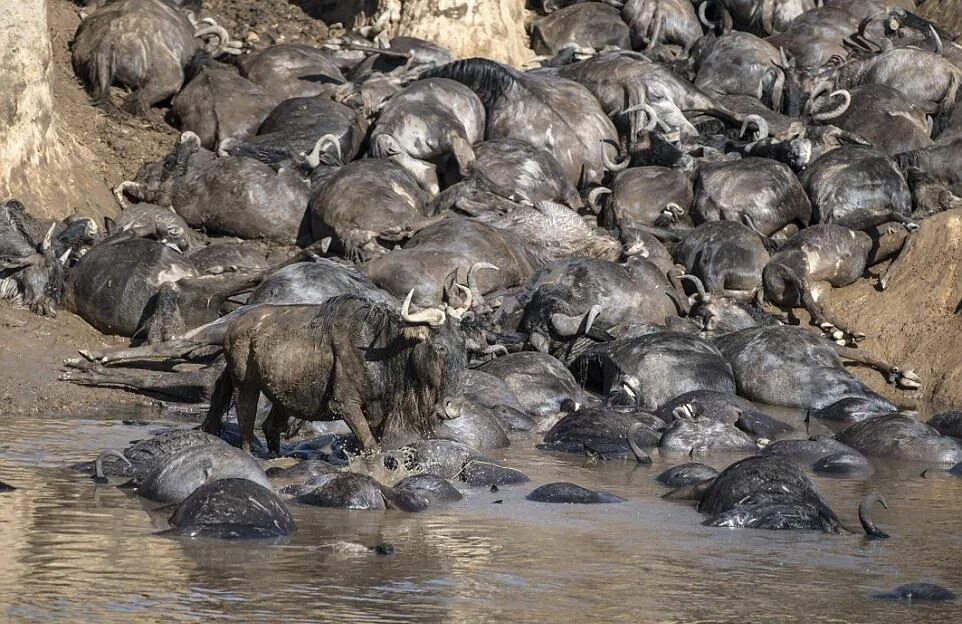 Серенгети миграция антилоп. Парад слонов в индии. Бродячие собаки. Сотни животных. Сотни животных.