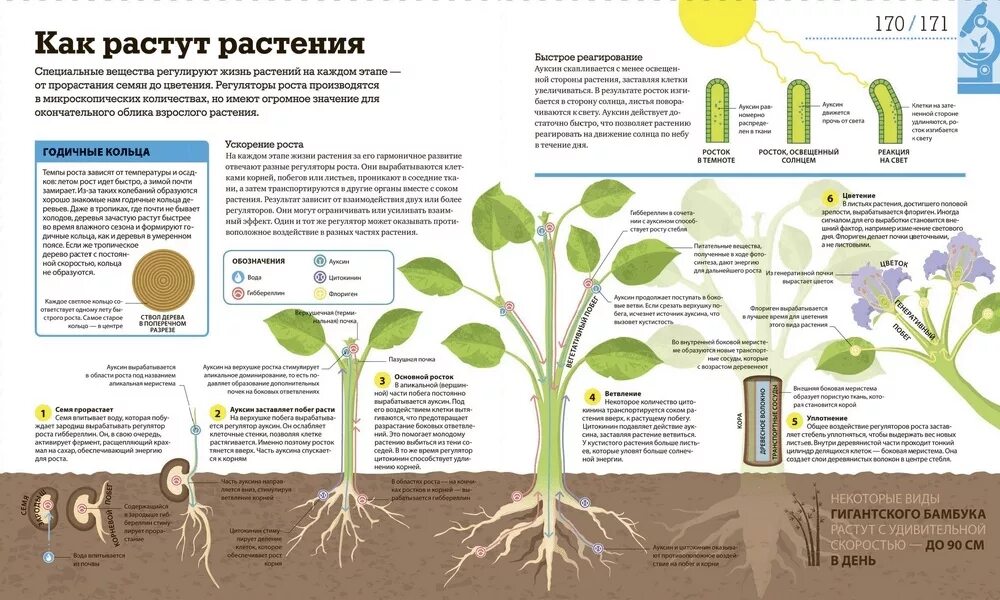 В чем особенность роста у растений. Вещества регулирующие рост растений. Регуляторы роста и развития растений. Как работает наука. Какие вещества регулируют рост растений?.