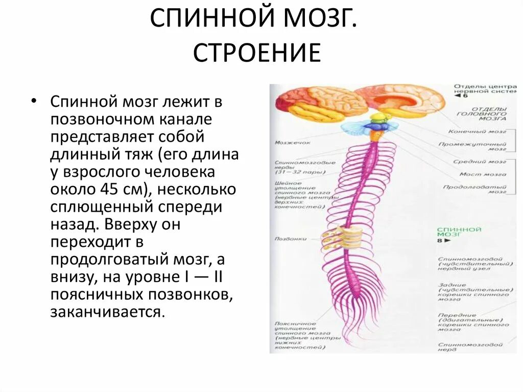 Биология 8 строение нервной системы спинной мозг. Строение спинного мозга в позвоночном канале. Строение спинного мозга спинной мозг в позвоночном канале. Анатомия спинного мозга структурные элементы. Строение спинного мозга лежит в позвоночном канале.