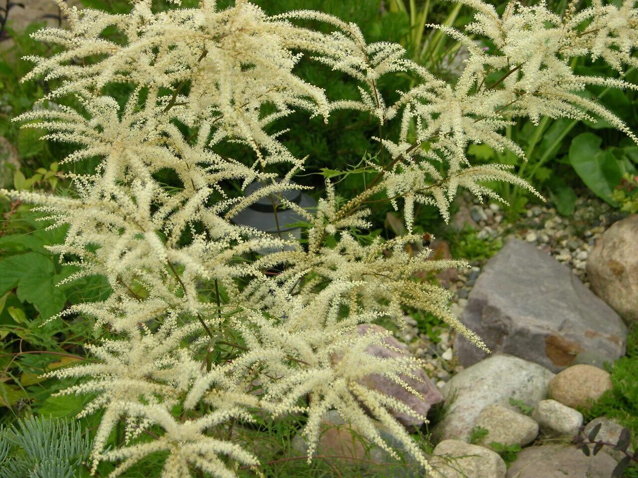 Арункус фото. Волжанка, Арункус, Aruncus. Волжанка двудомная. Арункус / Волжанка двудомная. Волжанка двудомная 'Kneiffii'.