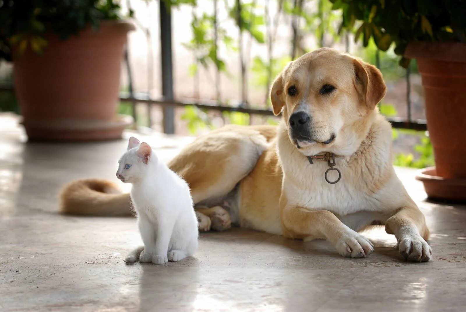 Pets википедия. Домашние питомцы. Кошки и собаки. Дом животные. Фотографии домашних животных.