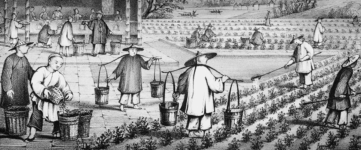 Крестьяне китая. Крестьяне китая. Китайский крестьянин 20 век. Крестьяне китая. Древний китаец земледелец.