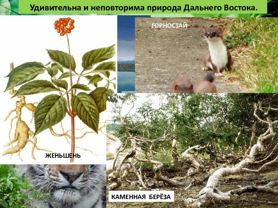 Дальний восток сообщение 4 класс окружающий мир. Природа дальнего востока презентация. дальний восток 4 класс окружающий мир. дальний восток презентация 4 класс. путешествие по дальнему востоку 4 класс.