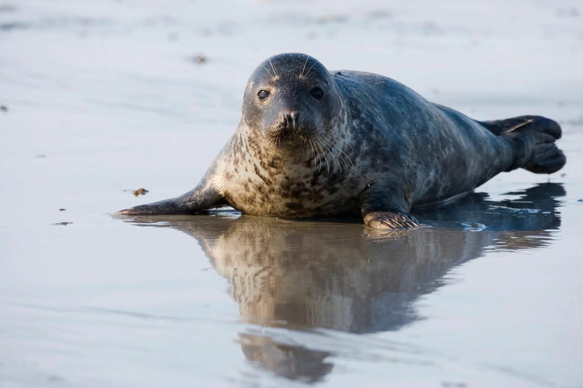 Grey seal