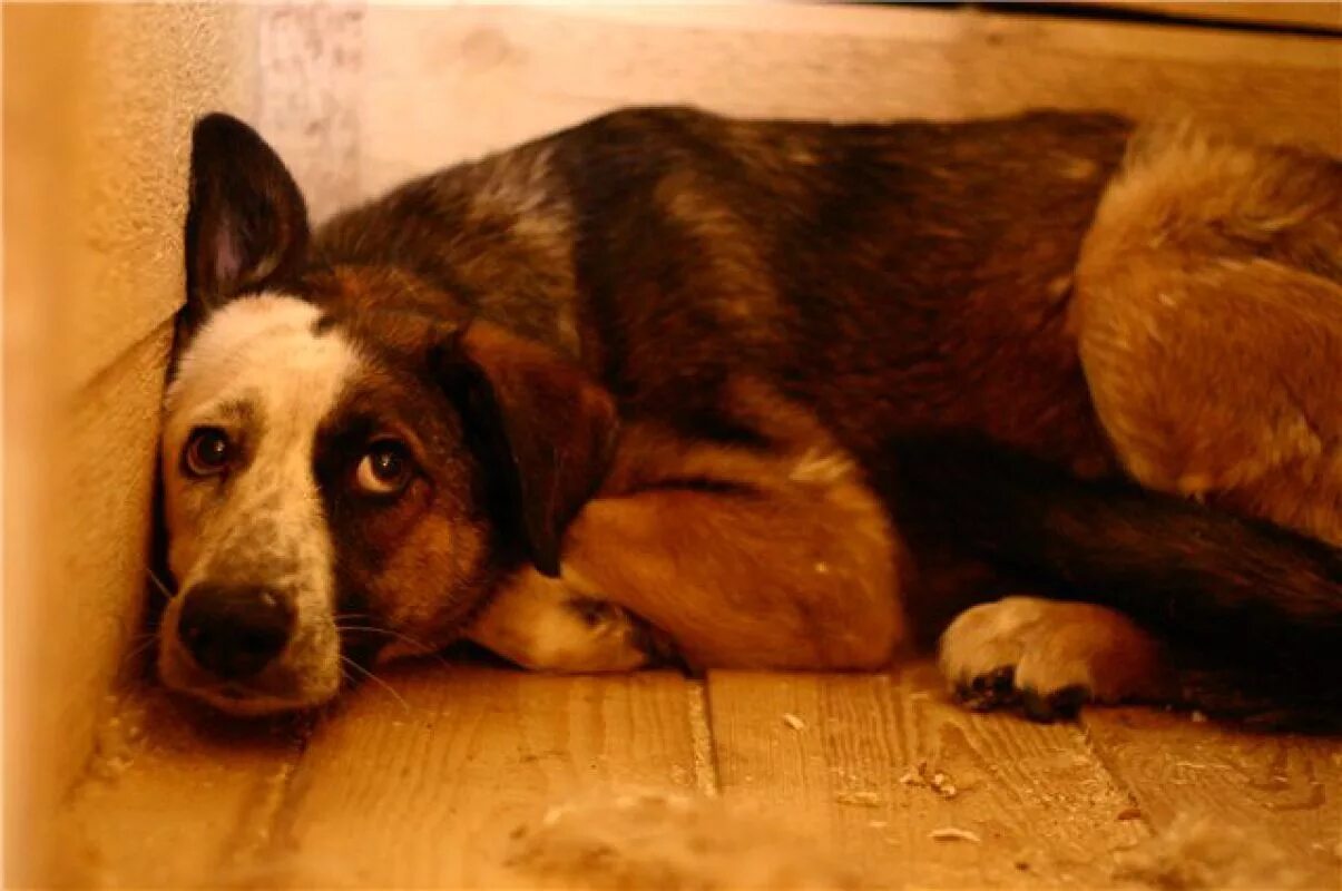 Щенок боится. Испуганная собака. Грустная собака. Стресс у собаки. Страх животных.