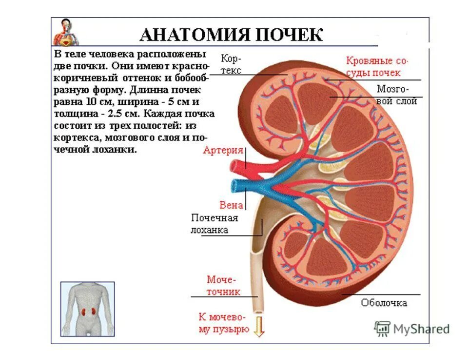 Анатомия и физиология почек. Почечная лоханка строение анатомия. Почки человека анатомия и физиология. Структура почки человека.