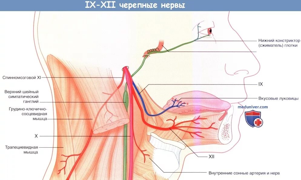 Ix черепного нерва. Иннервация подъязычного нерва. Языкоглоточный нерв ветви иннервация. Ядра языкоглоточного нерва анатомия. IX пара, языкоглоточный нерв.