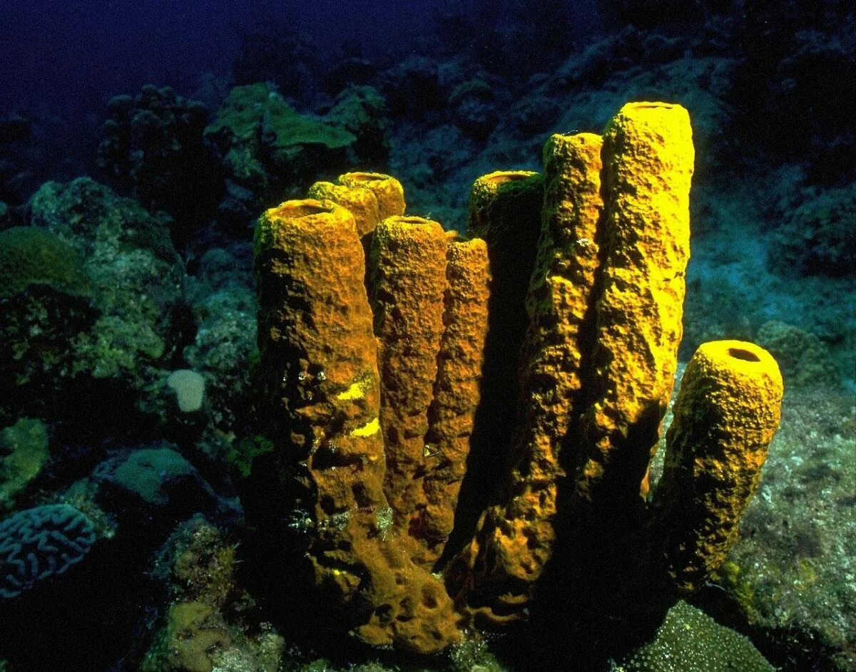 Sea sponge. Морские губки кораллы. Морская губка Живая. Губки Porifera Spongia. Известковые губки.