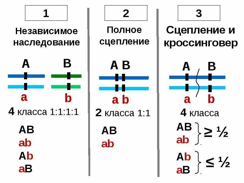 Кроссинговер в задачах по генетике. Сцепленное наследование и независимое наследование. Задачи на кроссинговер с решением. Независимое наследование кроссинговер.