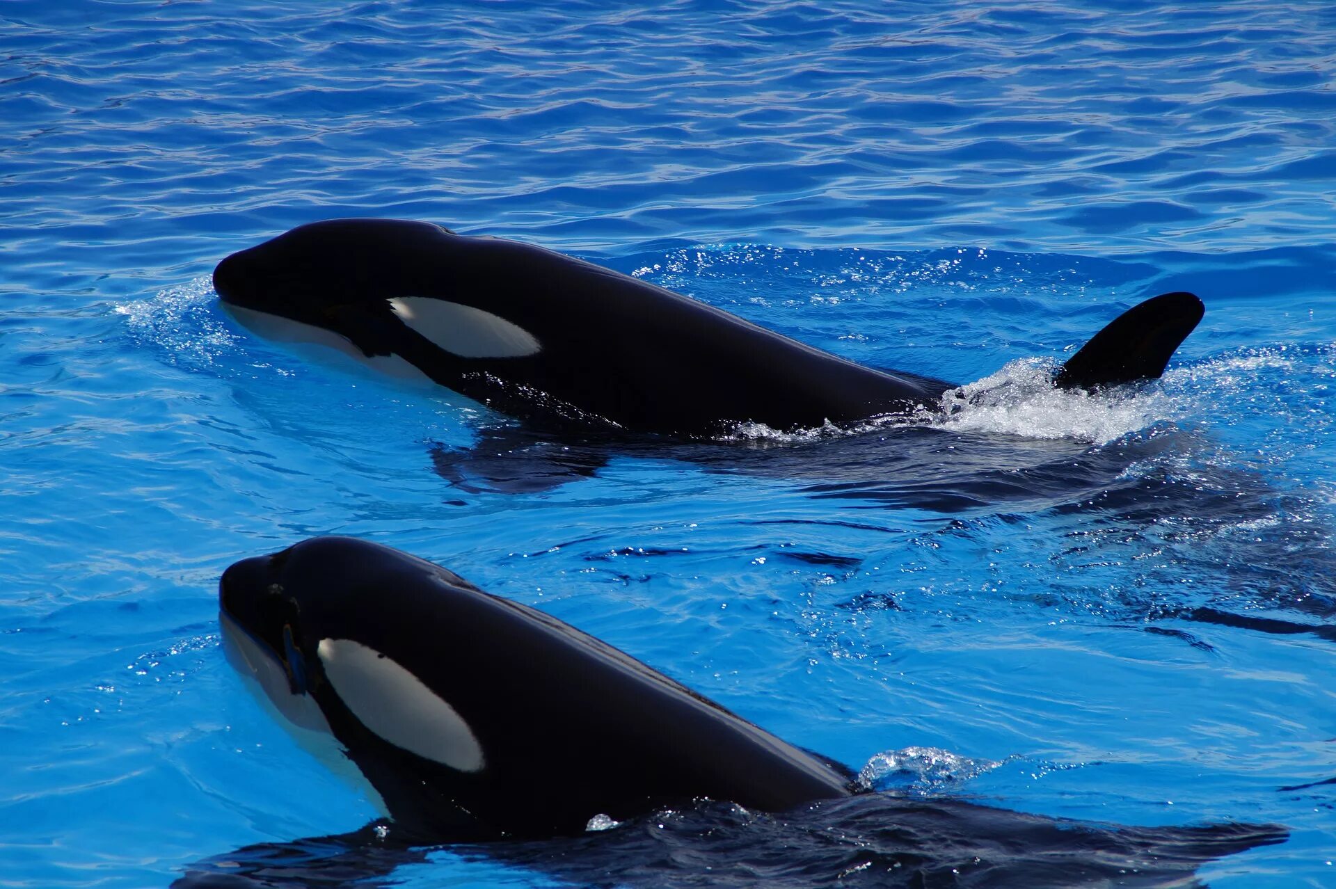 Касатка фото животного. Косатка (млекопитающее). косатка orcinus orca. orca killer whale orcinus orca косатка. орка касатка.
