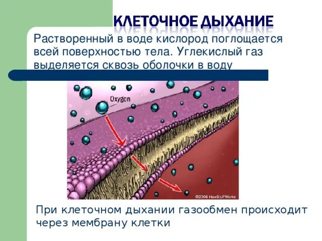 Изменения дыхания клеток. Клеточное дыхание. Как происходит дыхание клетки. Внутриклеточное дыхание. Процессы клеточного дыхания аэробной клетки.