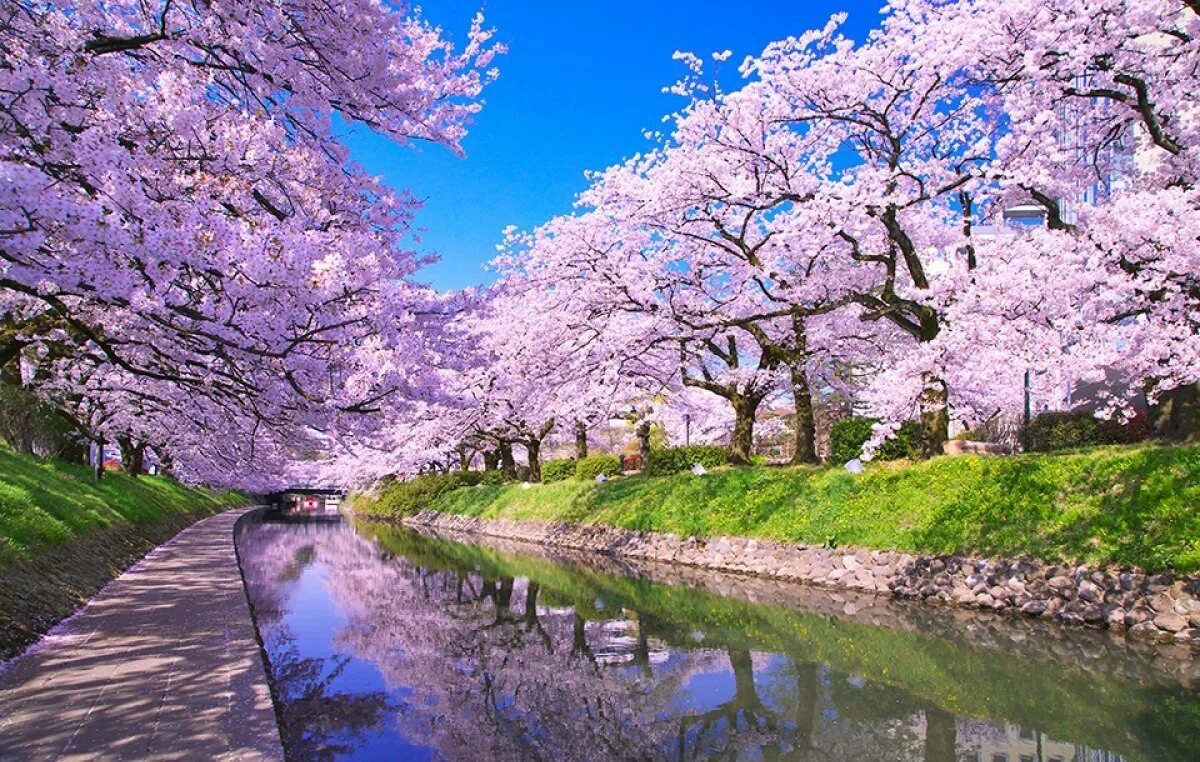 Сад цветущей сакуры. Йокогама Япония цветение Сакуры. Сакура Хоккайдо. Сад Сакуры в Японии. Сакура цветение сад.