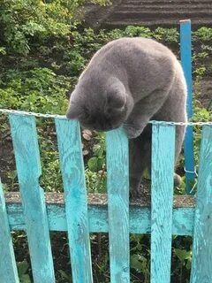 Туринск животные