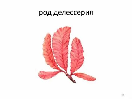 Красные водоросли сканворд 4