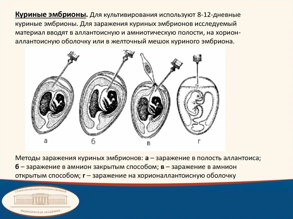 Вакцина яйца. Методика заражения куриного эмбриона. Способы заражения куриного эмбриона вирусом. Заражение куриного эмбриона в аллантоисную полость. Методы заражения куриного эмбриона микробиология.