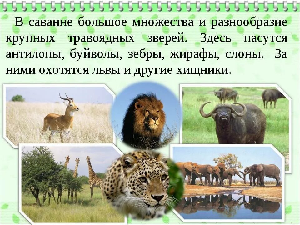 Сообщение о саванне 1 класс. Обитатели саванны. животные саванны и тропического леса. звери саванны. сообщение о животных саванны.