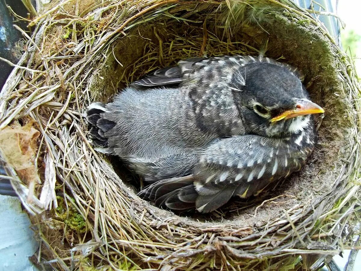 The bird nest. Гнездо птиц на камнях. дом с птицами. май птицы в гнезде. nestling.