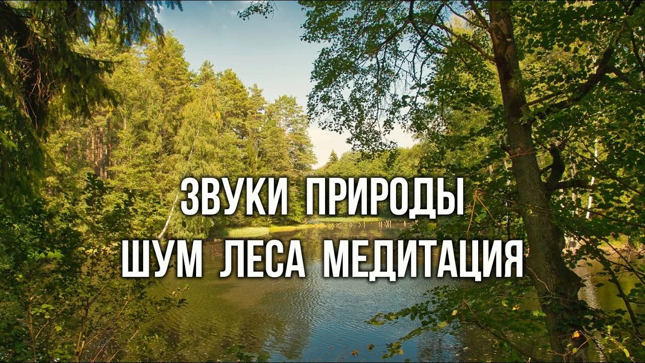 Медитация звуки птиц