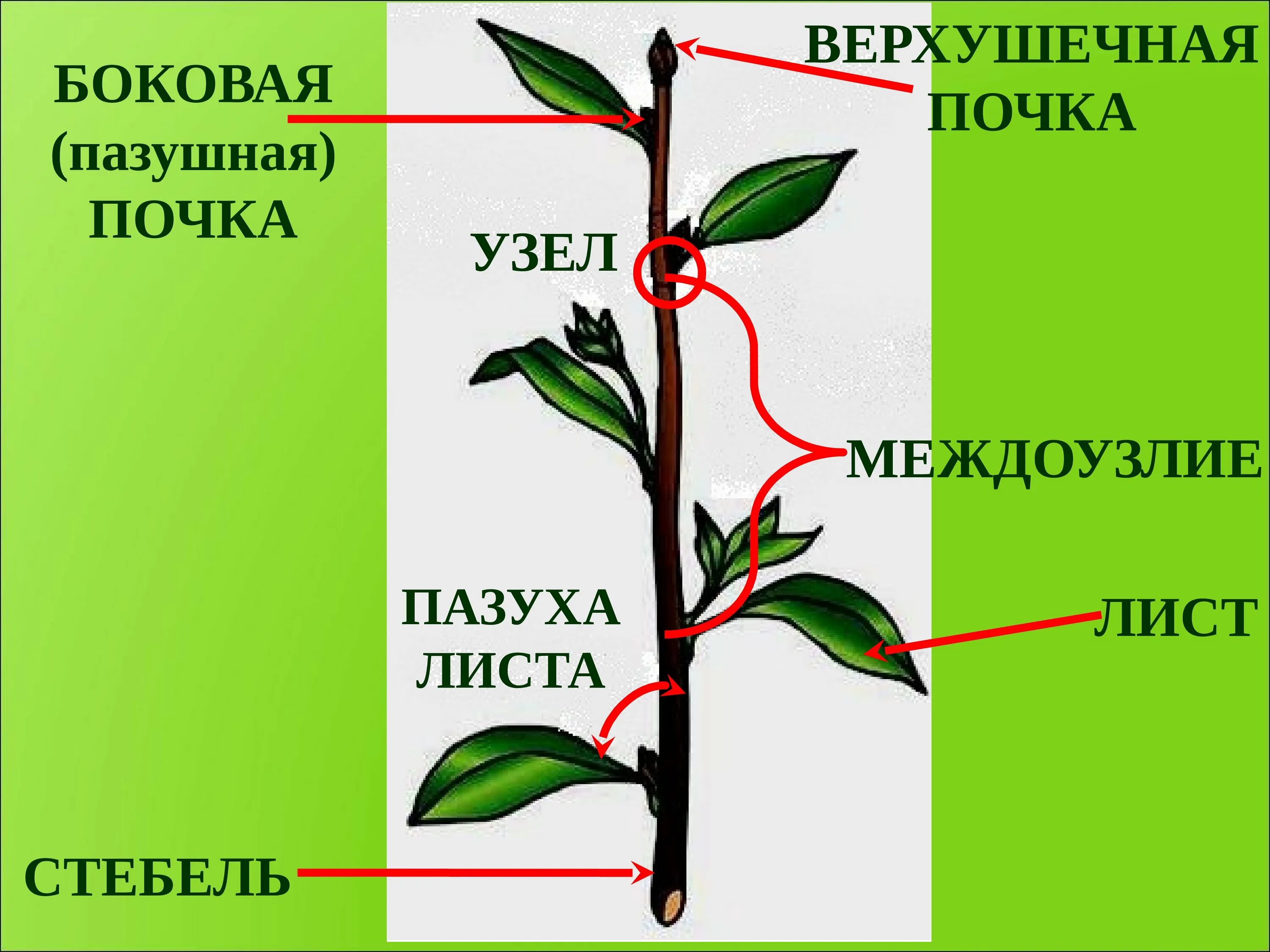 Междоузлия и черешки листьев. ПАЗУШНАЯ почка побег стебель. Стебель ПАЗУШНАЯ почка узел. Стебель верхушечная почка междоузлие. Побег из придаточной почки корня