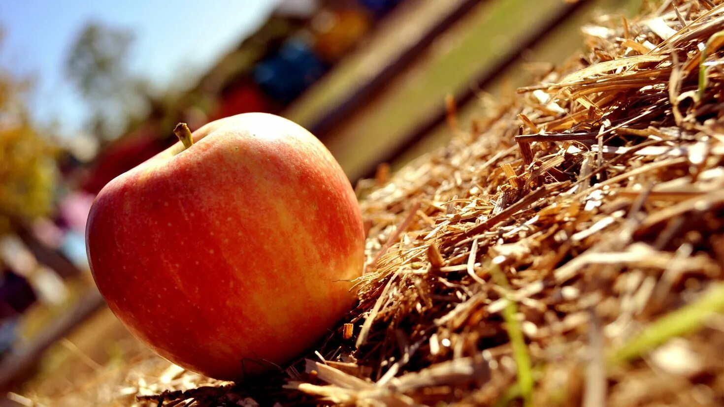 Осенние яблоки. Яблоки на траве. Яблоки на солнце. Август яблоки.