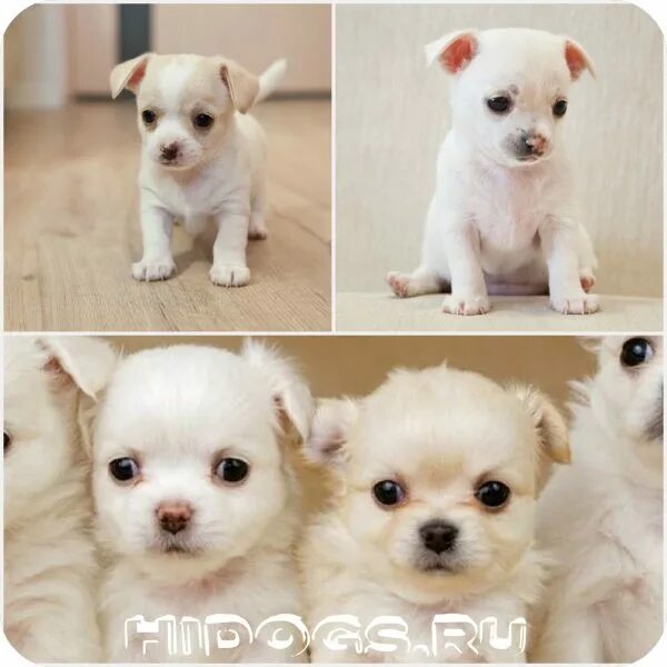 Чихуахуа песочного цвета. Померанский шпиц абрикосовый. Чихуа девочка или мальчик. Кого лучше брать мальчика или девочку собаку. Щенок шпица мальчик или девочка.