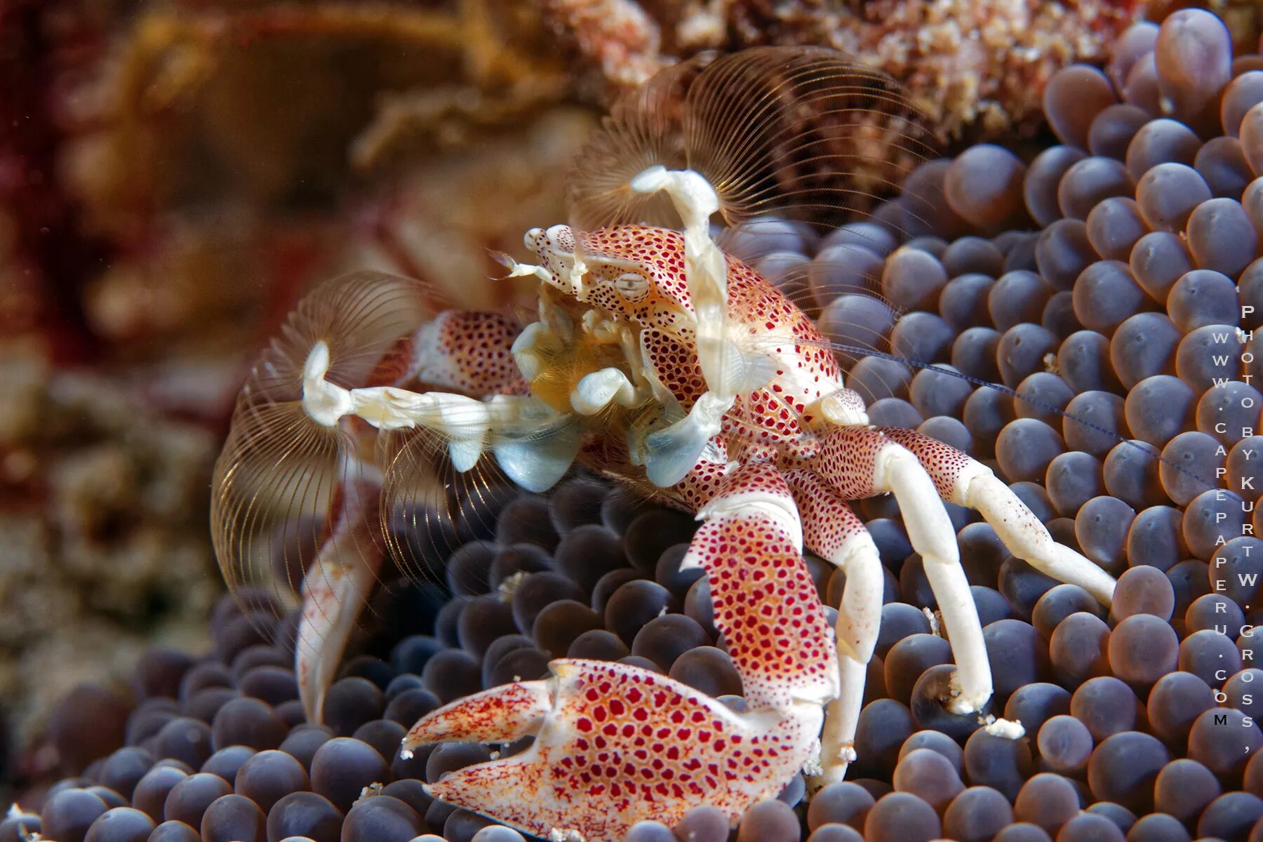 Ракообразные Барьерный риф. Моллюски риф риф. Рифовый краб. Креветка морской дракон.
