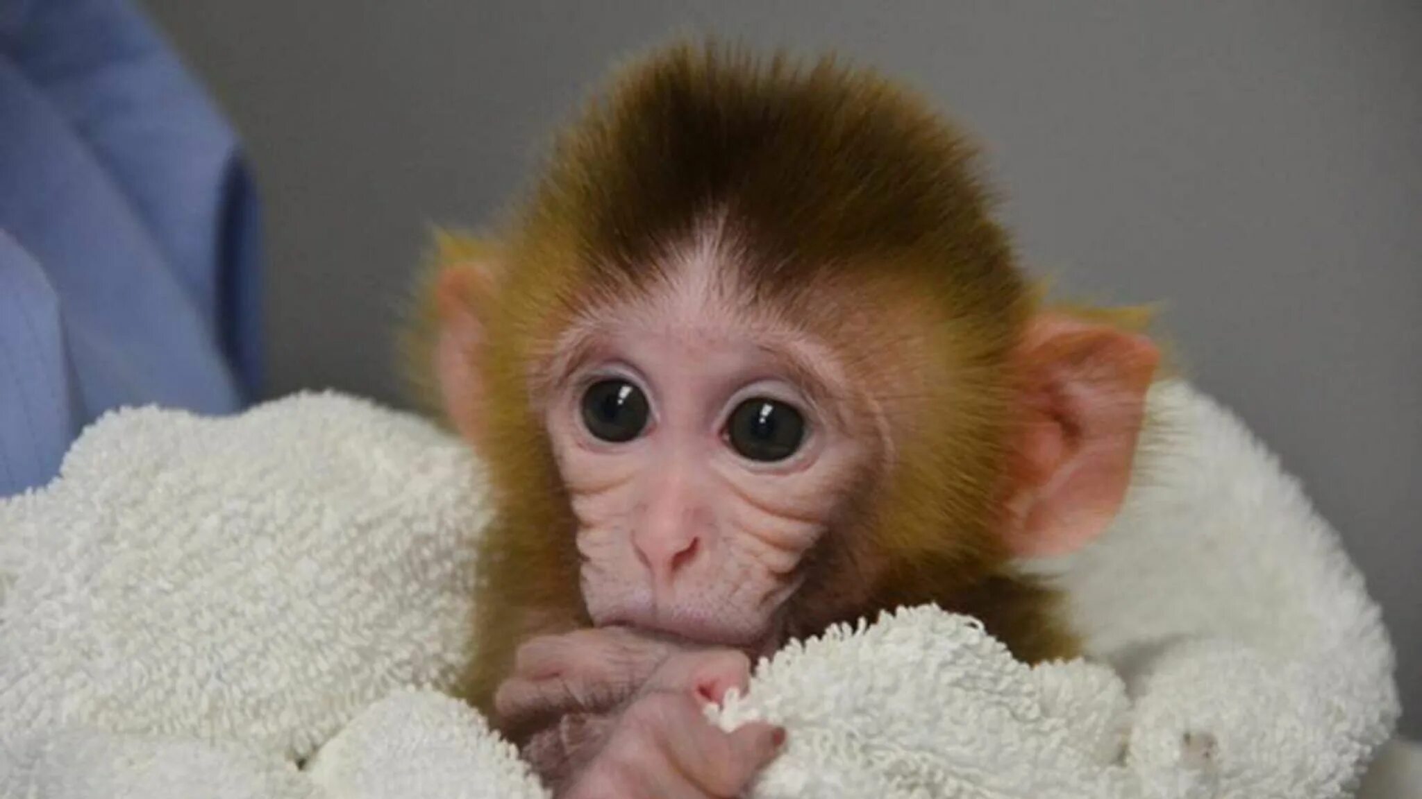 Ручная обезьянка. Маленькие обезьянки. Маленькая обезьянка Живая. Недорогая обезьянка. Купить макаку живую