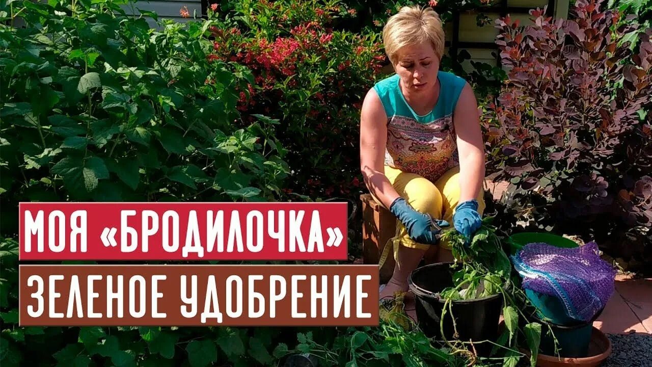 Садовый мир ангарск. Посадка клубники в теплице в контейнерах. Пожилые в огороде. Аптекарский огород клумба. Садовый мир с ларисой зарубиной.