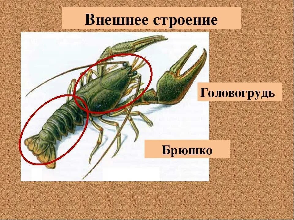 Ракообразные головогрудь и брюшко