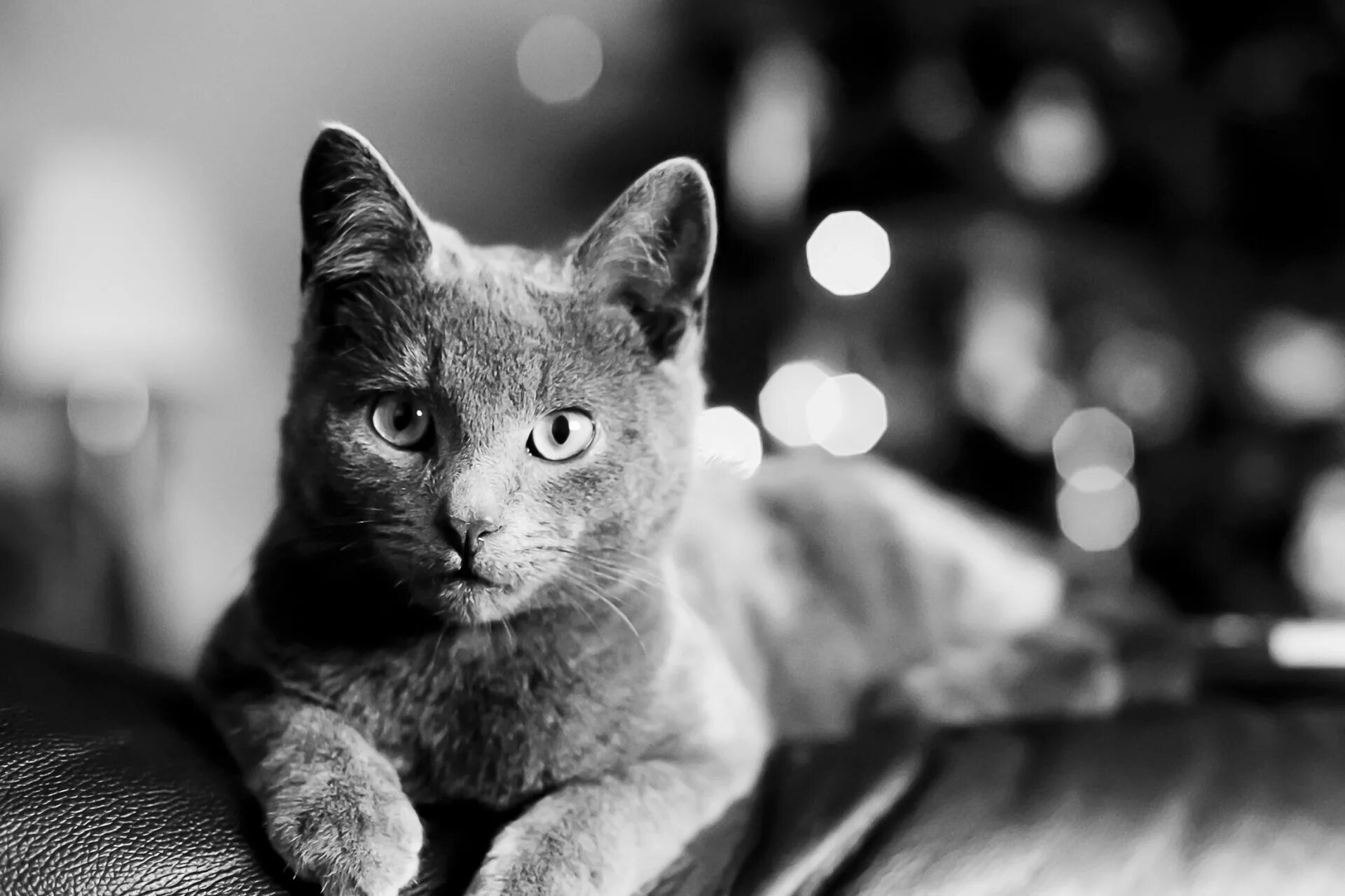 Черно белый париж. Тигр черно белый. Черно белые картинки на аву. Ч б изображение. Тигр графика.